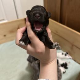 Girl 3 - Liver female Miniature Schnauzer puppy in Tacoma, Washington from MSR Mini Schnauzers