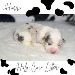 Horro - Blue merle and white male American Corgi puppy in Greenwood, Indiana from Witch Creek Corgis