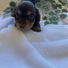 Maple - Chocolate and tan female Dachshund puppy in San Diego, California from Enchanted little dachshunds