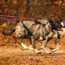 Siberian Huskies from Yukikaze Siberians