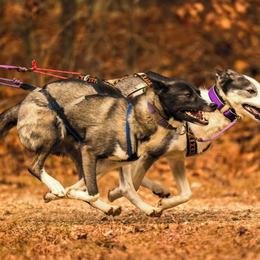 Siberian Huskies from Yukikaze Siberians