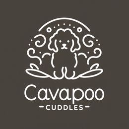 Cavapoo puppies from Cavapoo Cuddles
