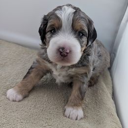 Bernedoodle Puppies from Mountain Top Bernedoodles