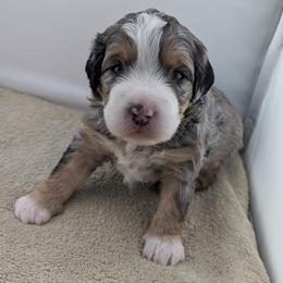 Bernedoodle Puppies from Mountain Top Bernedoodles
