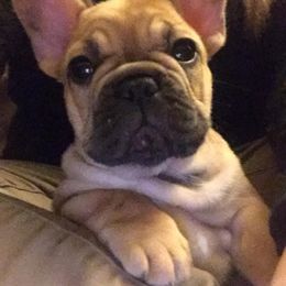 French Bulldog Puppies from Von Bales French Bulldogs