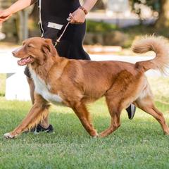 Nova Scotia Duck Tolling Retrievers from Temperis Tollers