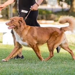 Nova Scotia Duck Tolling Retrievers from Temperis Tollers
