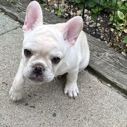 Boston Terriers and French Bulldogs from Classic Boston Terriers and French Bulldogs