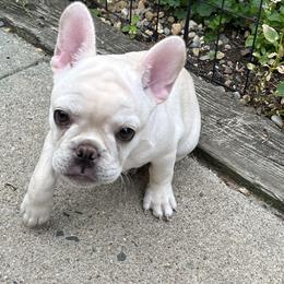 Boston Terriers and French Bulldogs from Classic Boston Terriers and French Bulldogs