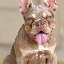 French Bulldogs from GarciaKennels
