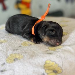 Orange Boy - Black and tan male Dachshund puppy in Turlock, California from Weenie Wonderland