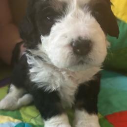 Phoebe-purple - Tri-color female Bernedoodle puppy in Lynch Station, Virginia from Mini Bernedoodles by Ziva & Zac