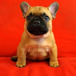 French Bulldog Puppies from Magnum French Bulldogs