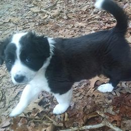English Shepherd Puppies from Yellow Wolf Farm