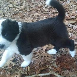 English Shepherd Puppies from Yellow Wolf Farm
