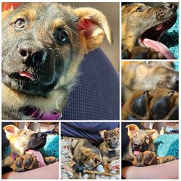 German Shepherd Puppies from Von Thomson Haus