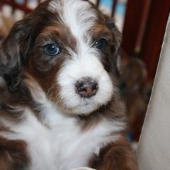 Australian Mountain Doodle, Australian Shepherd, Bernedoodle, Labradoodle, and Poodle Puppies from Island View Poodles & Doodles