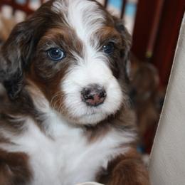 Australian Mountain Doodle, Australian Shepherd, Bernedoodle, Labradoodle, and Poodle Puppies from Island View Poodles & Doodles