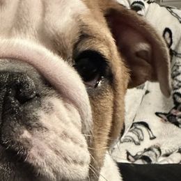 Bulldogs from Dejah Bleu Bulldogs