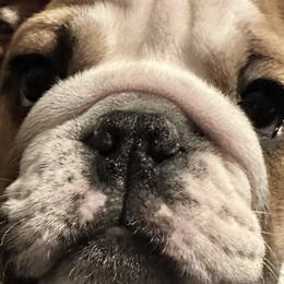 Bulldogs from Dejah Bleu Bulldogs