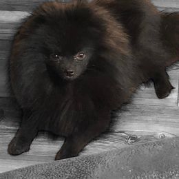 Remy - Pomeranian