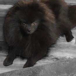 Remy - Pomeranian