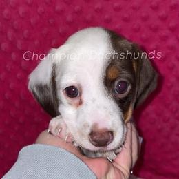 Eve - Piebald female Dachshund puppy in Liberty Hill, Texas from Champion Dachshunds