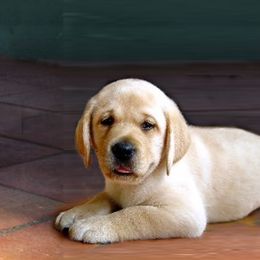 Labrador Retriever Puppies from Barefoot Labradors
