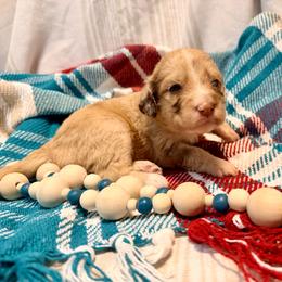 Pumpkin - Red merle female Aussiedoodle puppy in Taylor, Missouri from Pawsitively Doodles
