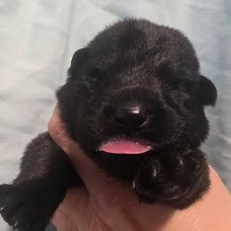 Gray collar - Black male German Shepherd puppy in Oscoda, Michigan from Sstar