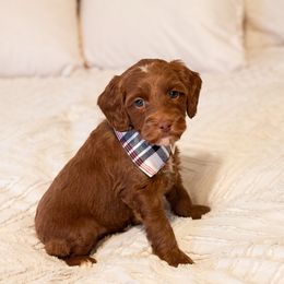Prancer - Red  male Goldendoodle puppy in Sallisaw, Oklahoma from Huddle Puppies