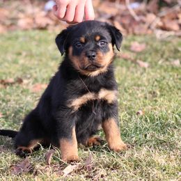 Rottweiler Puppies from Vom Kaiserreich Rottweilers