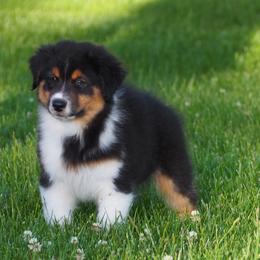 Michelob - Black tri-color male Australian Shepherd puppy in Cape Girardeau, Missouri from Promise Keeper Kennel