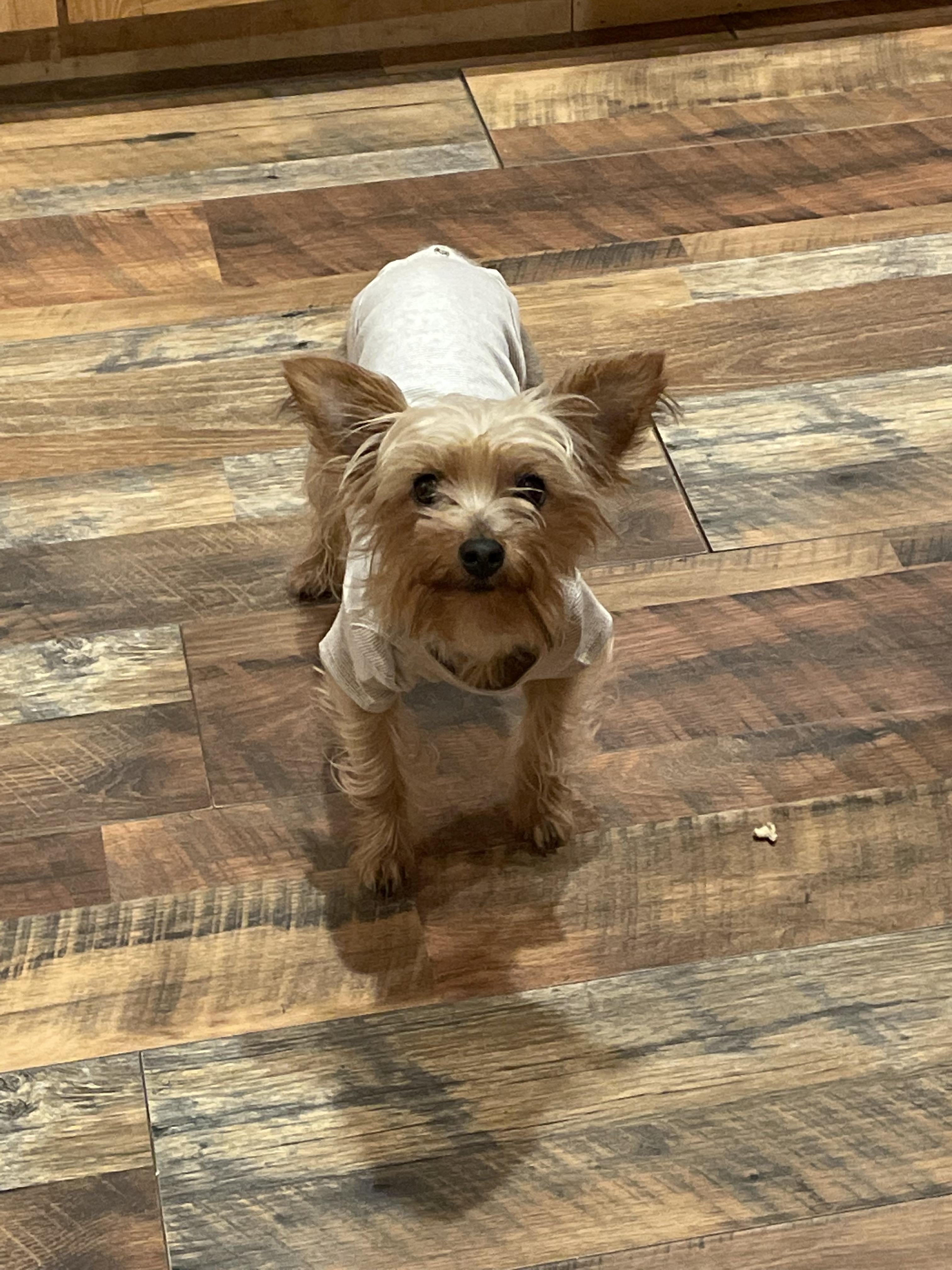 Dixie