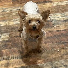 Dixie - Yorkshire Terrier