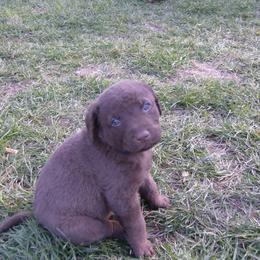 Chesapeake Bay Retriever Puppies from Rennocks Top Of The Marsh Chesapeake Bay Retrievers