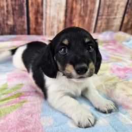 Elora - Piebald female Dachshund puppy in Malad City, Idaho from Mountain Sage Dachshunds