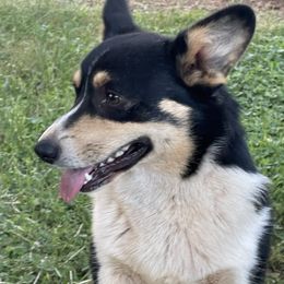 Maltipoo and Pembroke Welsh Corgi All Grown Up from Eclipseann