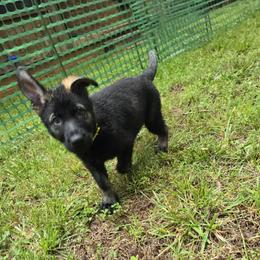 Aurelia - Sable female German Shepherd puppy in West Plains, Missouri from Von Forester German Shepherds
