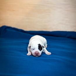 Pink collar - Blue speckled female Australian Cattle Dog puppy in Spokane, Washington from 4D Cattle Dogs