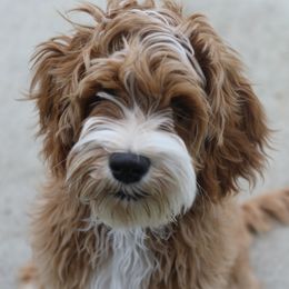 Heidi  - Australian Labradoodle