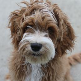 Heidi  - Australian Labradoodle