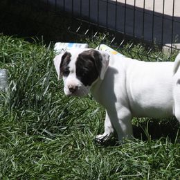 American Bulldog Puppies from Ferocia Kennels