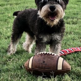 Chief - Black and silver male Miniature Schnauzer puppy in Garrison, Texas from RNH Schnauzers
