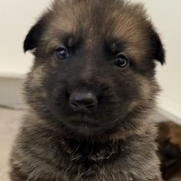 Orange Girl - Sable female German Shepherd puppy in Grantsville, Utah from Vom Haus Denfors K9 - Working German Shepherds