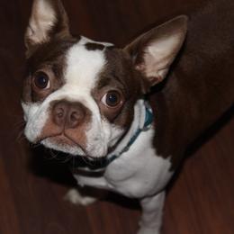 Boston Terriers and French Bulldogs from 740 kennels