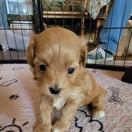 Girl 2 - Fawn sable female Havapoo puppy in Centerville, Idaho from HopplevalleyPTA...(Puppies To Adore)