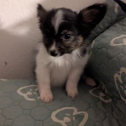 Ravyns Boy 2 - White black and tan male Papillon puppy in Joshua, Texas from Summertime Kennels