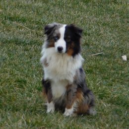 Bucky - Miniature American Shepherd