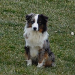 Bucky - Miniature American Shepherd